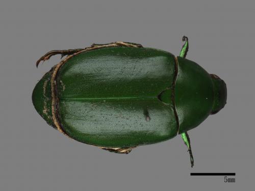 Anomala albopilosa trachypyga[小青銅金龜][00081485]