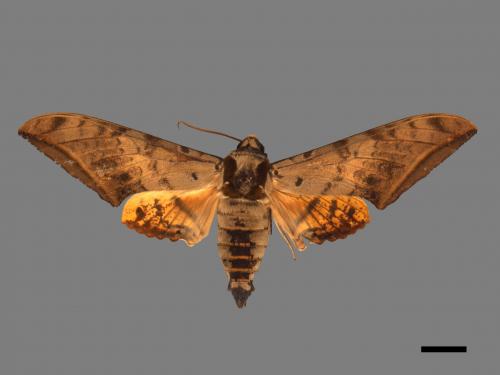 Ambulyx sericeipennis[臺灣鷹翅天蛾][00017433]