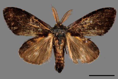 Syntypistis cyanea[青胯白舟蛾][00042796]