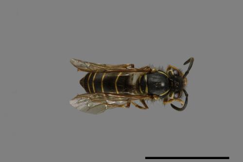 Vespula flaviceps[細黃胡蜂][00073319]