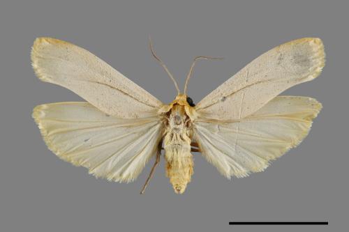 Eilema usuguronis[黃邊土苔蛾][00071362]