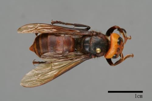 Vespa mandarinia[中華大虎頭蜂][00086064]