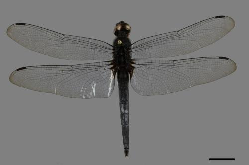 Orthetrum triangulare[鼎脈蜻蜓][00090428]