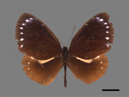 Euploea tulliolus koxinga[小紫斑蝶][00027481]