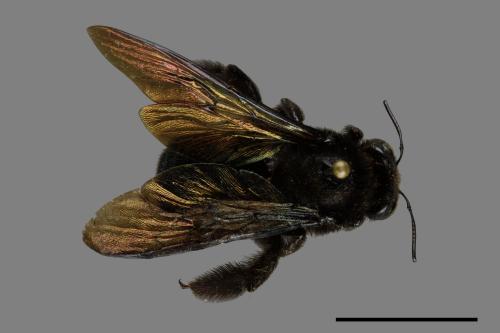 Xylocopa tranquebarorum[銅翼眥木蜂][00074802]