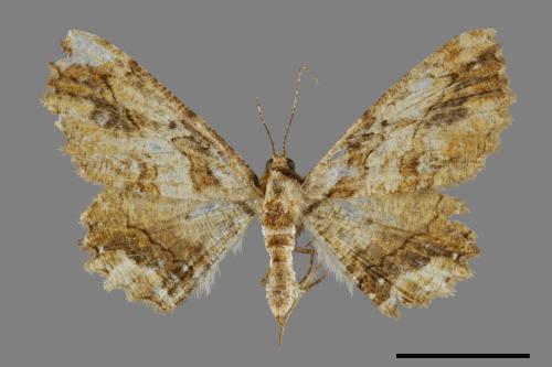 Menophra anaplagiata[茶褐耳尺蛾][00071455]