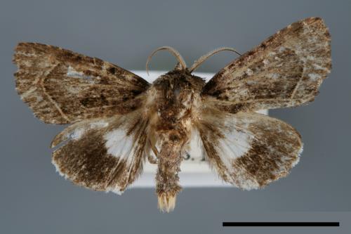 <已分類>Genus：Aedia[00007093]