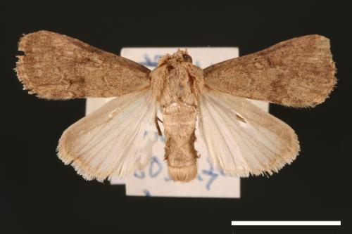 Spodoptera pecten[梳灰翅夜蛾][00002887]