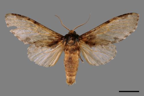 Peridea sikkima ochreipennis[錫納斑舟蛾][00061628]