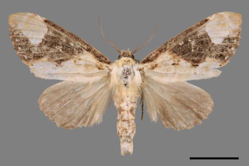 Formofentonia orbifer rotundata[圓紛舟蛾][00061156]