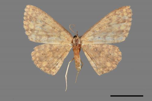 <已分類>Family：Geometridae[尺蠖蛾科][00047062]