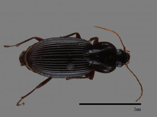 <已分類>Family：Carabidae[步行蟲科][00081985]