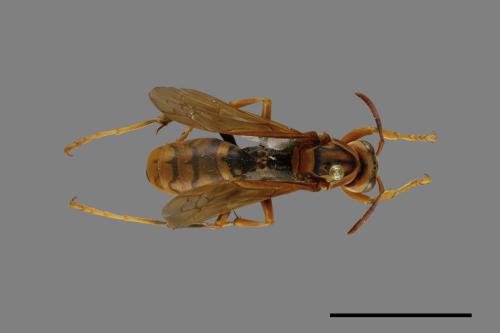 Polistes jokahamae[果馬蜂][00074358]