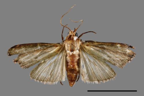 <已分類>Family：Crambidae[草螟科][00039963]