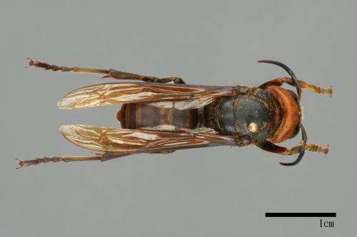 Vespa mandarinia[中華大虎頭蜂][00099394]