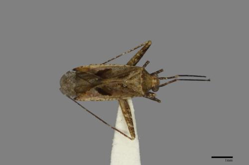 <已分類>Family：Miridae[盲椿象科][00079868]