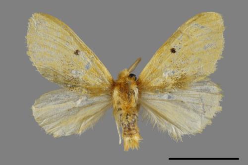<已分類>Genus：Euproctis[00039357]
