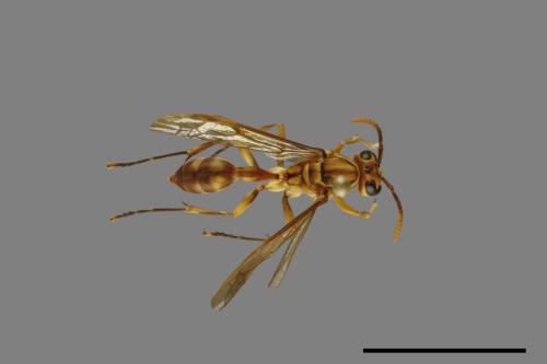 Parapolybia takasagona[00078574]