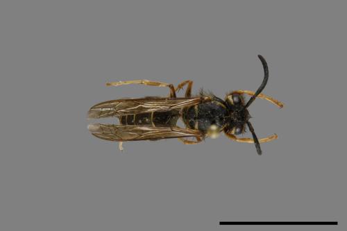 Vespula flaviceps[細黃胡蜂][00073466]