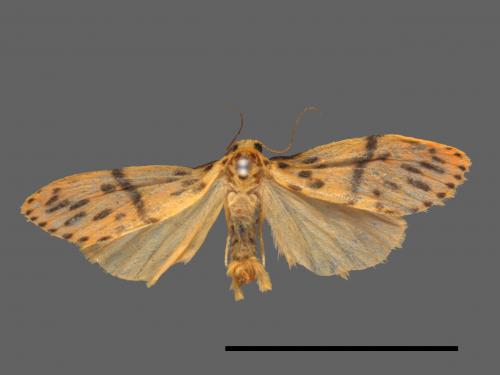 Asura acteola[台條紋豔苔蛾][00014793]
