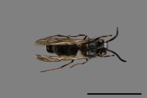 Vespula flaviceps[細黃胡蜂][00072940]