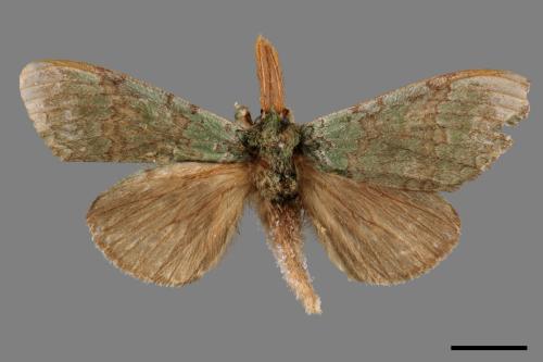 Netria viridescens continentalis[梭舟蛾][00055240]