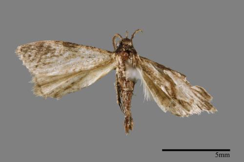 <已分類>Family：Pyralidae[螟蛾科][00014958]