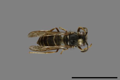 Vespula flaviceps[細黃胡蜂][00073016]