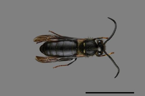Vespula flaviceps[細黃胡蜂][00072867]
