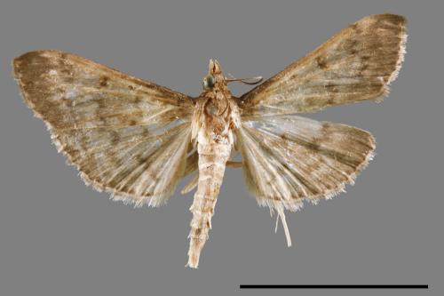 <已分類>Family：Crambidae[草螟科][00023701]