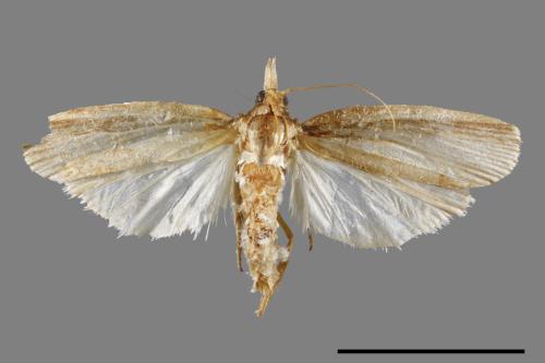<已分類>Family：Crambidae[草螟科][00065416]