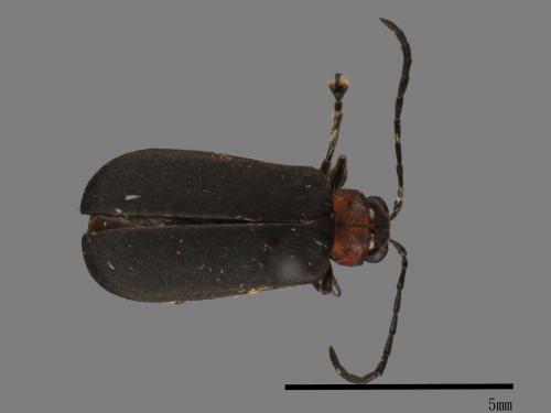 <已分類>Family：Chrysomelidae[金花蟲科][00083896]