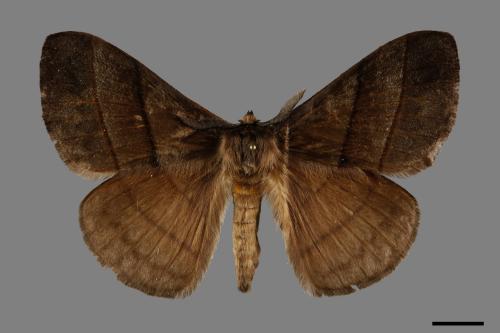 Palirisa cervina formosana[褐帶蛾][00094931]