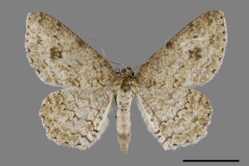 <已分類>Genus：Ectropis[00091460]