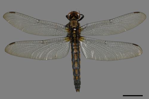 Orthetrum triangulare[鼎脈蜻蜓][00086685]