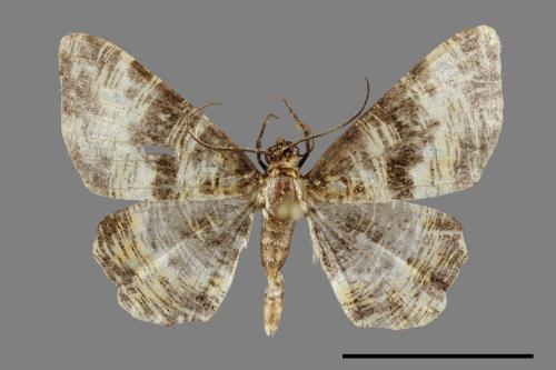 Monocerotesa virgata[刮紋尺蛾][00092137]