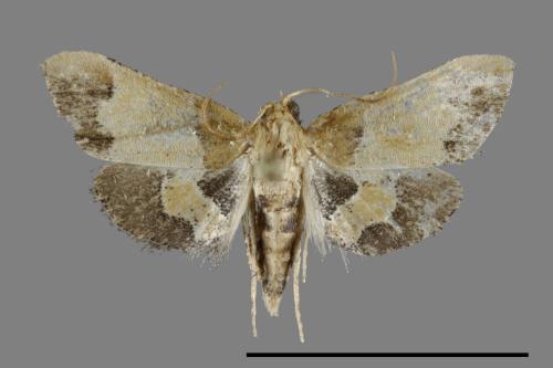 <已分類>Family：Pyralidae[螟蛾科][00099672]