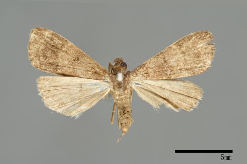 <已分類>Family：Noctuidae[夜蛾科][00010962]