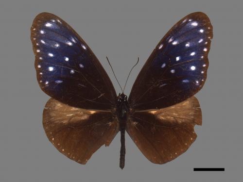 Euploea mulciber barsine[端紫斑蝶][00026738]