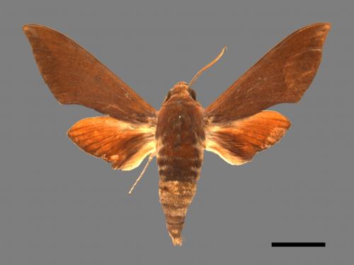 Dahira rubiginosa[赭色天蛾][00017865]