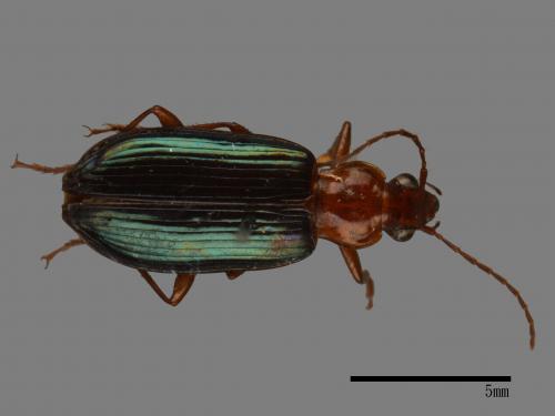 <已分類>Family：Carabidae[步行蟲科][00092669]