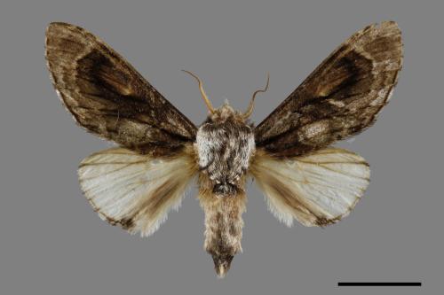 Fentonia baibarana[平紛舟蛾][00071031]