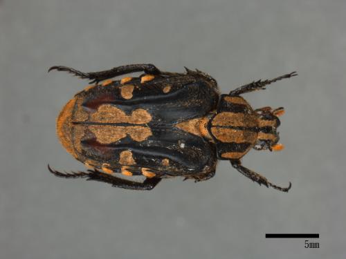 Euselates tonkinensis formosanus[黃斑陷紋金龜][00081493]