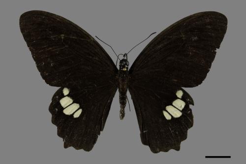 Papilio castor formosanus[無尾白紋鳳蝶][00101596]