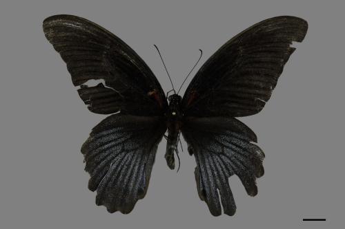 Papilio memnon heronus[大鳳蝶][00093718]