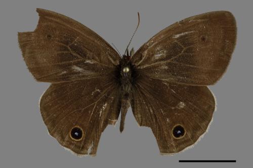 Ypthima multistriata[臺灣波紋蛇目蝶][00101909]