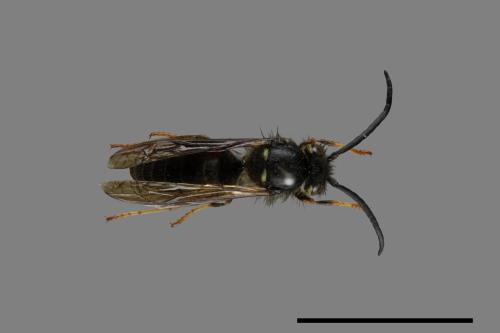 Vespula flaviceps[細黃胡蜂][00073407]