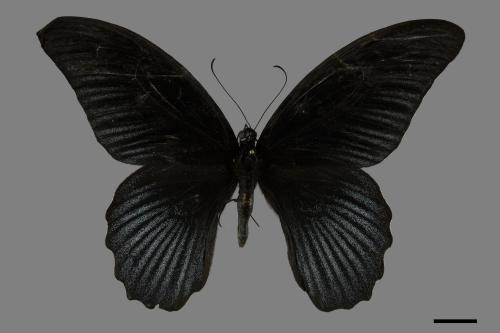 Papilio memnon heronus[大鳳蝶][00101142]