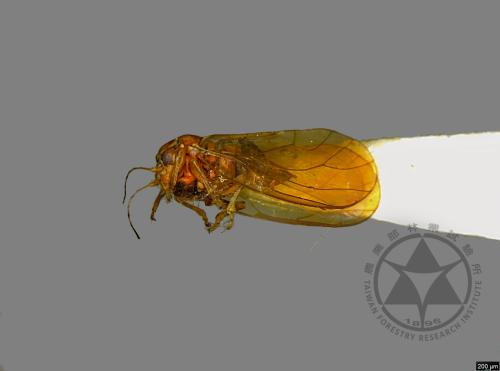 <已分類>Family：Psyllidae[木蝨科][00078151]