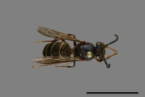 Vespula flaviceps[細黃胡蜂][00073062]